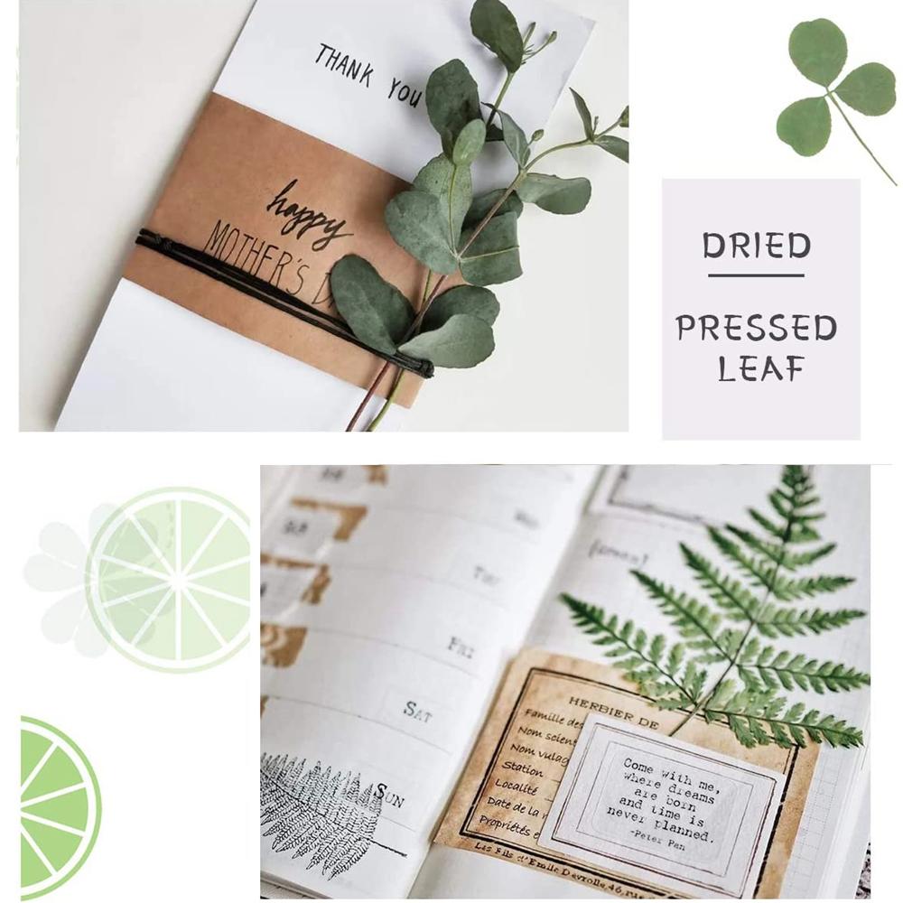 Accessories Leaf specimen Dried Pressed Leaves dried flowers resin accessory Artificial Decorations