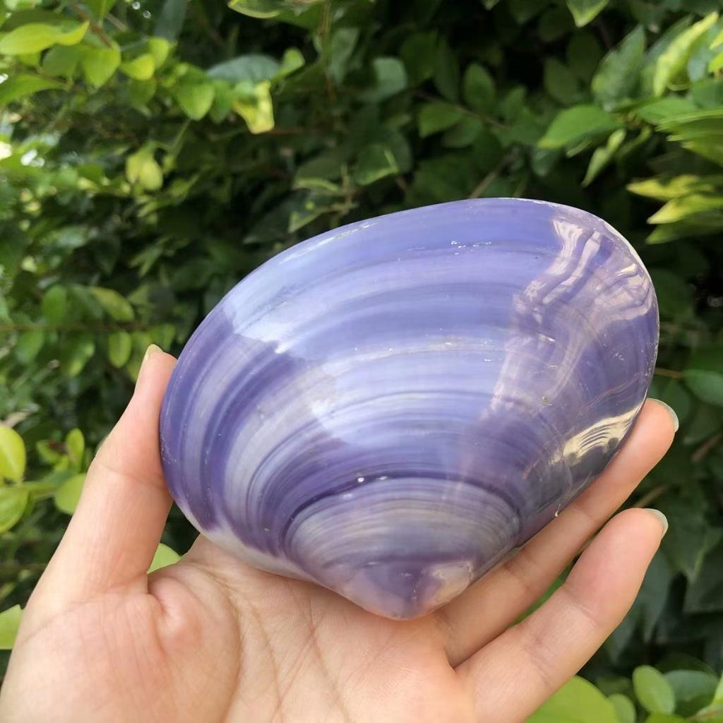Natural conch shells, seashells, pink seashells, purple clams, fish tank aquarium landscaping, home decorations, photography props, large