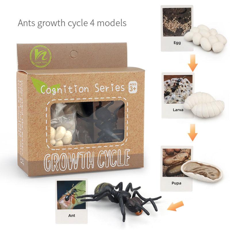 Toys Model Educational Simulated Animal Card Set Insect Plant Growth Cycle Cognitive Montessori Parish Home Open Learning Kids