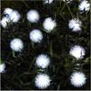 LEDs Snow Pompon Fairy Dandelion String Lights For Festival Christmas Party Wedding Garden Decoration DIY Lighting