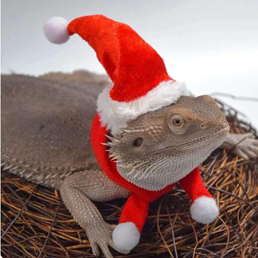 Polyester Reptilienhüte Belüften Reptilienbekleidung Kleidung Outfits Lustige Eidechse Weihnachtsmannmütze Eidechse