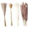 Natural Dried Pampas Grass Fluffy 15PCS White Pampas 15PCS Brown Pampas 50PCS Bunny Tail Grass