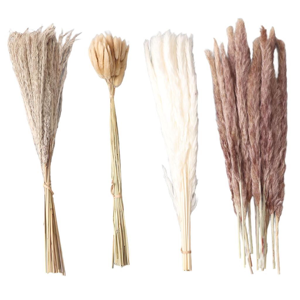 Natural Dried Pampas Grass Fluffy 15PCS White Pampas 15PCS Brown Pampas 50PCS Bunny Tail Grass