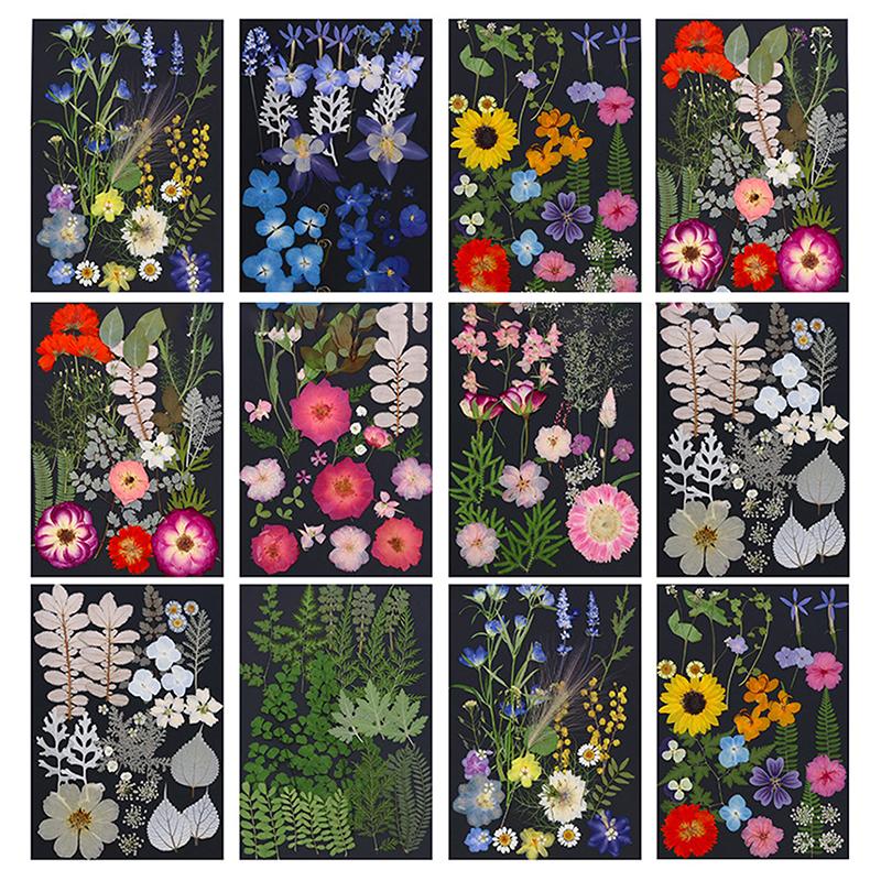 Dry Embossed Flower Diy Hand-Drop Glue Photo Frame Decorative Real Flower Plant Specimen Dried Flower Materials