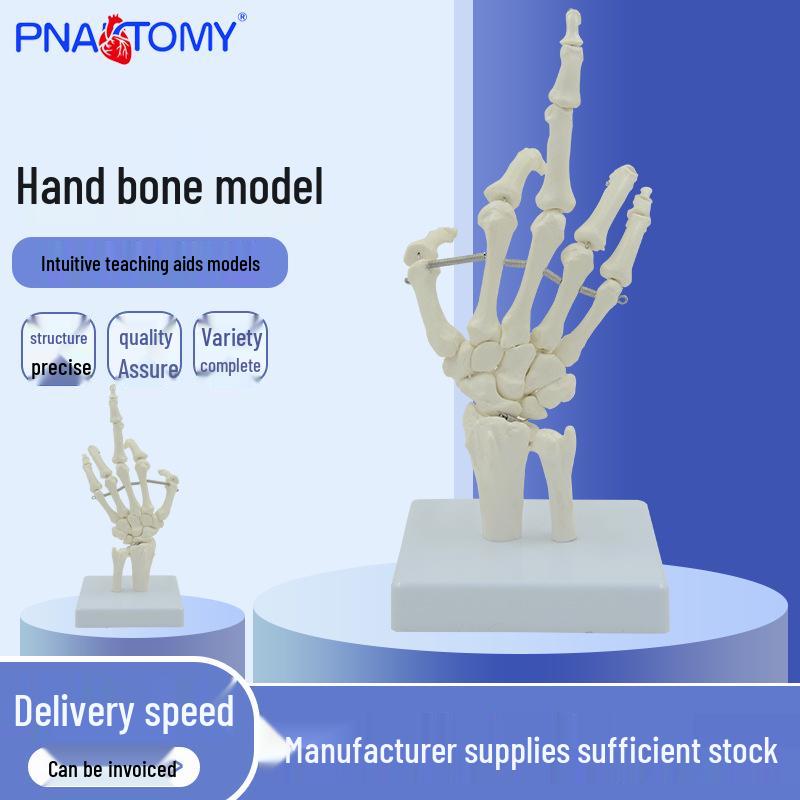 1:1 Hand Bone Model - Bendable Wrist & Finger Skeleton Teaching Aid PNT-0108