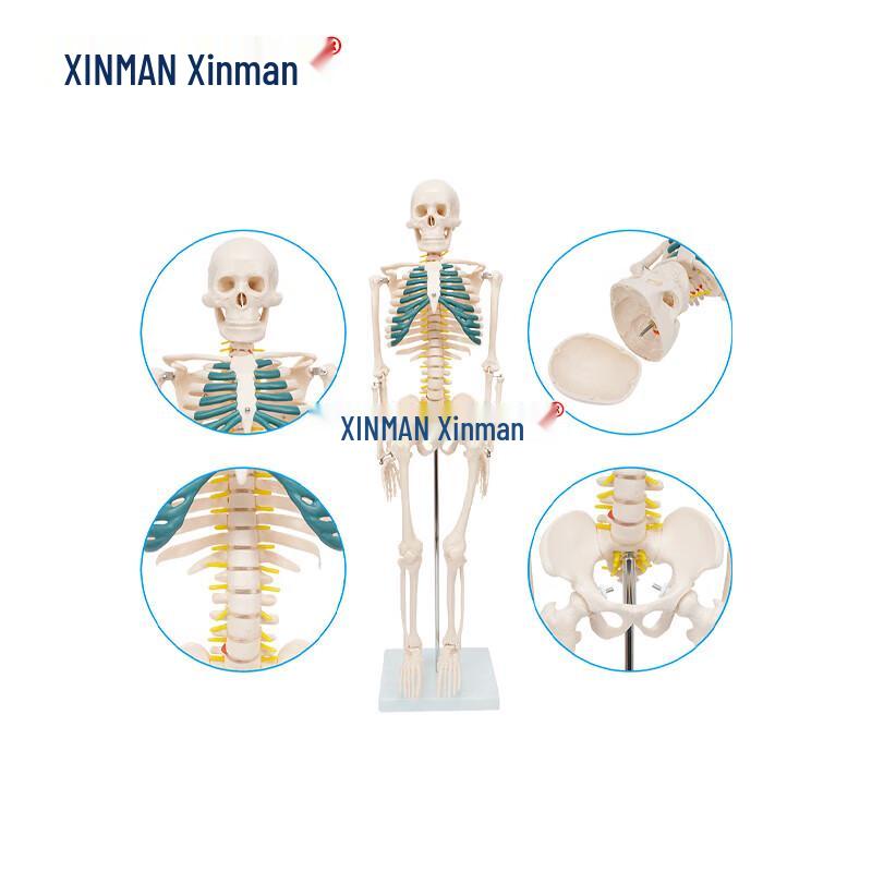 Xinman 85CM Human Skeleton Teaching Model