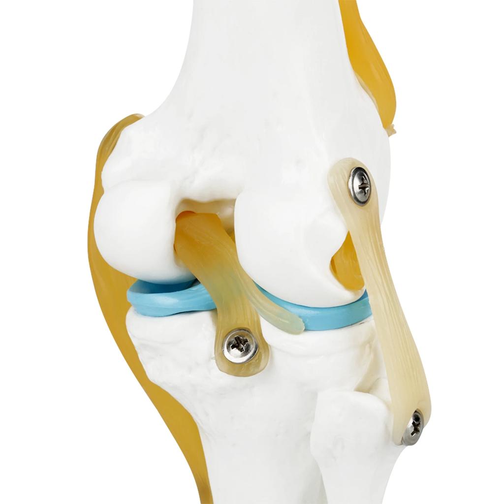 Knee Joint Anatomy Model Life Size Human Knee Joint Model for Skeleton Anatomy Study Teach with Ligament Model Knee Joint Model