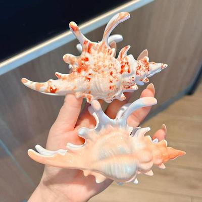 Acrylic Conch Hair Claws Korean Exaggerated Colorful Irregular Personality Large Hair Claw Women Girls Hair Accessories