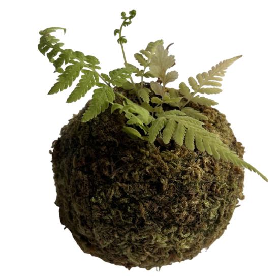 

Moss Ball Flower Pot, Natural Green Bonsai Plant Holder, Decorative Moss Ball Planter Pot for Home, Garden, Wedding Party Decor 7cm
