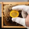 6Pcs Durable Queen Bee Rearing Box Plastic Bee Rearing Tool Ventilated Queen Bee Cage  Beekeeping