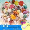 Handmade Decorative Seashells & Starfish for Fish Tanks: Landscaping, Painting, Specimens, Whelks, Hermit Crabs