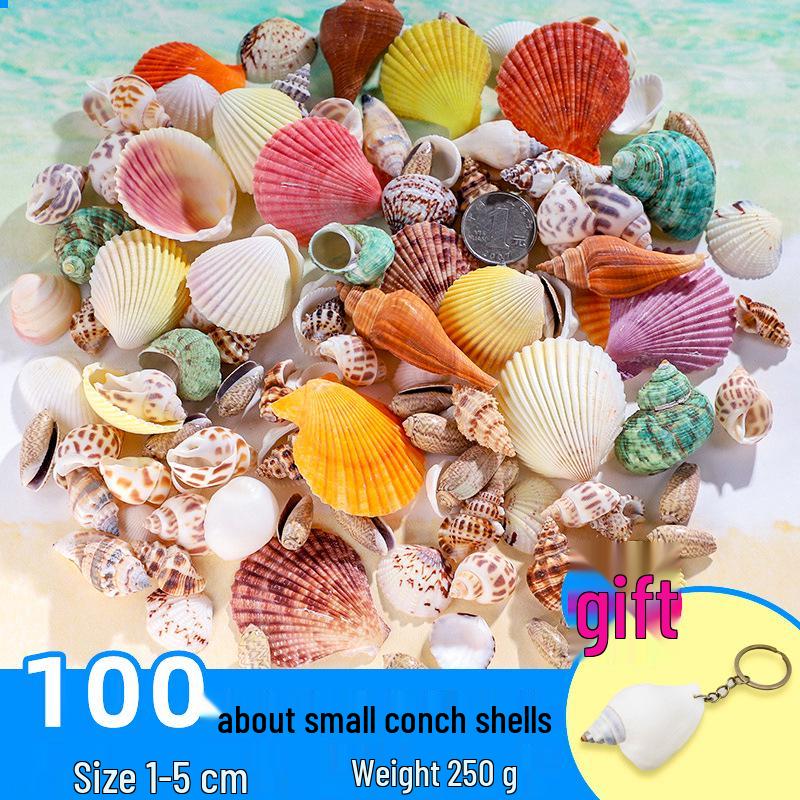 Handmade Decorative Seashells & Starfish for Fish Tanks: Landscaping, Painting, Specimens, Whelks, Hermit Crabs