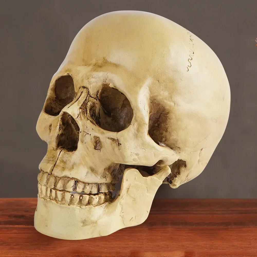 Resin Material Life Size Human Anatomy Model 1:1 Highly Realistic Replica Human Adult Skull Head Bone Model Halloween Decoration