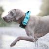 Adjustable Training Harness Pull-Resistant Pet Collar Durable Dog Collar  Medium Dogs