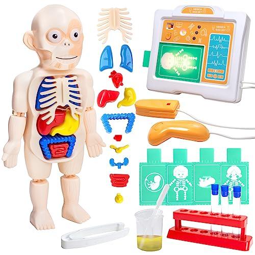 Human Anatomy Model Toy, Human Body Model, Mannequin, 3D Organ Model, Human Internal Organ Model, Removable Organs, Anatomical Model Set, Science and