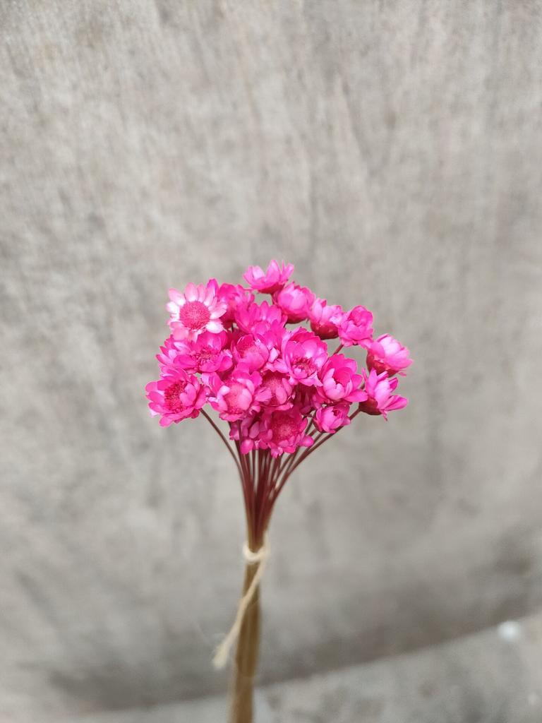 Dry Flower Wedding Party Essential Decorations For Home Home Décor Accents DIY-friendly Pressed Flowers For Party Floral