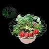Strawberry Plant Supports with 3 Sturdy Legs Strawberry Growing Racks Protector Frame Holder Cage From Mold Rot Dirt