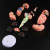 4DMaster 4D Human Anatomy Model Brain Structure Medical Puzzle Assembly Model for Education