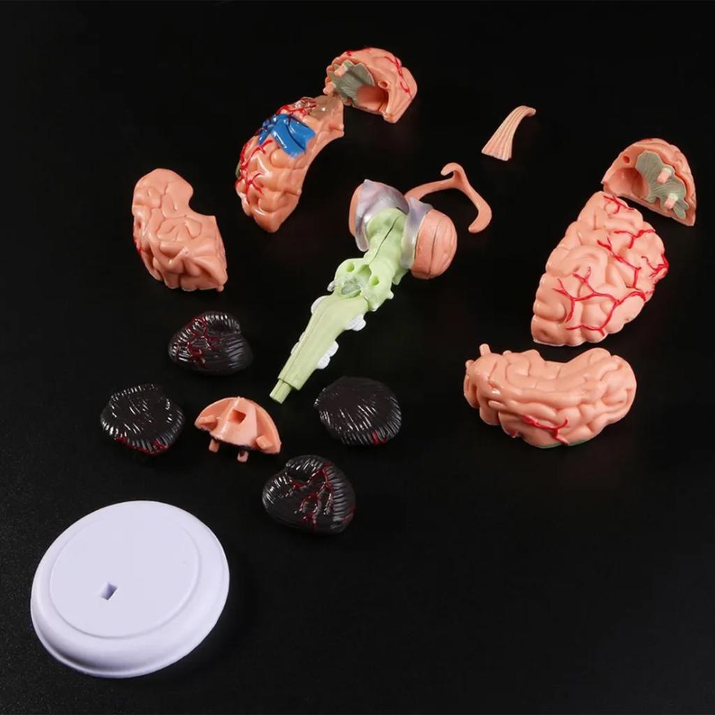 4DMaster 4D Human Anatomy Model Brain Structure Medical Puzzle Assembly Model for Education