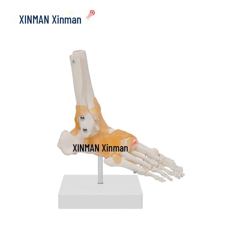 Анатомические модели суставов Xinman Kejiao