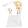 1:1 Life-Size Human Anatomy Shoulder Joint Model Shoulder Blade Model with Ligaments