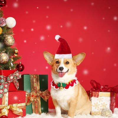 Oblečky a obuv – Čepice pro psy