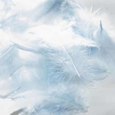 SACHET 20 COCK FEATHERS Ht.70 - BLUE