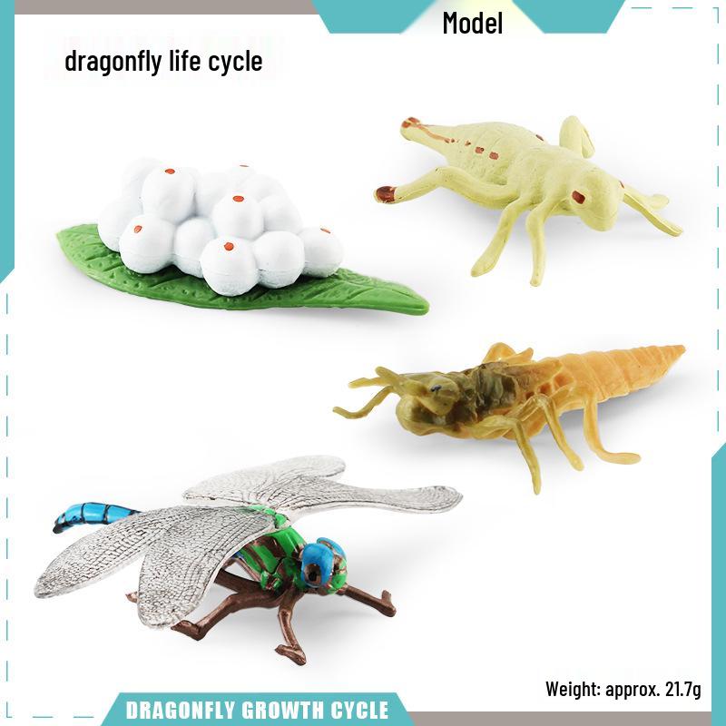 Animal Growth Cycle Models: Chicken, Duck, Goose, Butterfly, Turtle, Frog Montessori Teaching Figurines