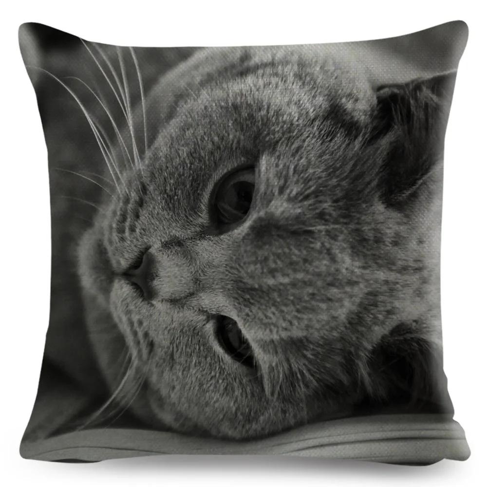 Housse de coussin British Shorthair bleu russe, taie d'oreiller en Polyester, décoration de chat mignon, Animal de compagnie, pour canapé, maison, voiture