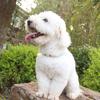 PU Leather Dog Cat Harness Vest and Leash Set Imitation Diamond Pet Harness Puppy Small Dog Cat Harness Pet Supplies