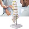 Human lumbar spine model, lumbar spine educational model, spine model, 32cm life-size human lumbar spine model, for education and medical research