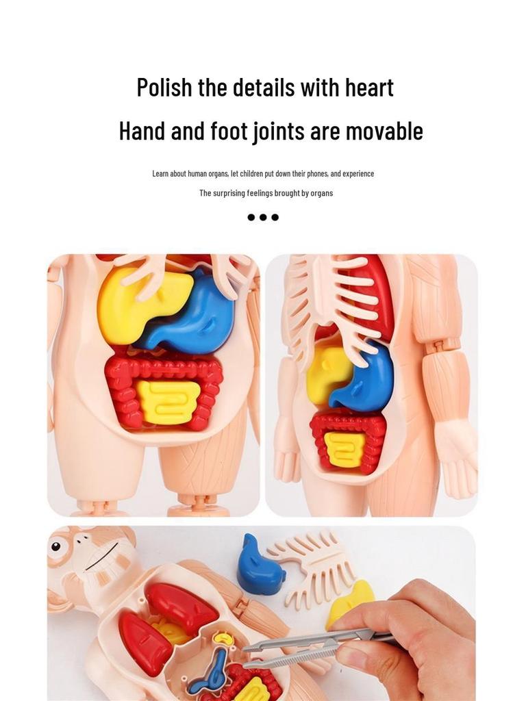 DIY Human Organ Model Kit: STEM Science Toys for Kindergarten Early Education