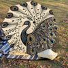 1PC Peacock feathersAutomatic Open/Close Umbrella with Windproof, 8-Rib Sturdy Canopy, Durable Ribs, Fashionable Design1239A