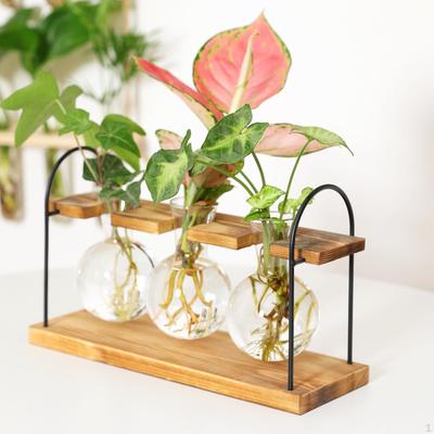 Glass Vase Hydroponic Plant with Wooden Stand Container Planter Propagation for Garden