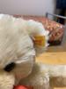 [USED] Steiff Teddy Bear Bobby 30cm