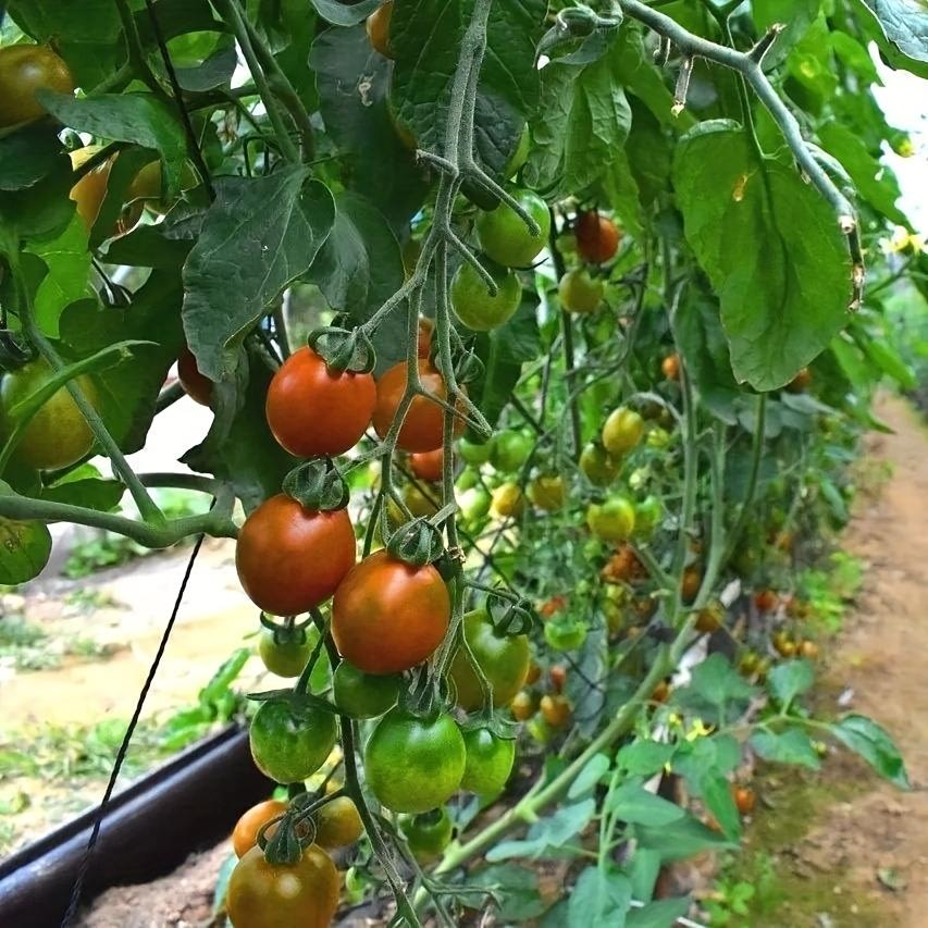2 Stück Hochbelastbares Garten-Ranknetz | Flexibler grüner Stützrahmen für Kletterpflanzen, Gurken, Tomaten & Weintrauben (90cm x 180cm)