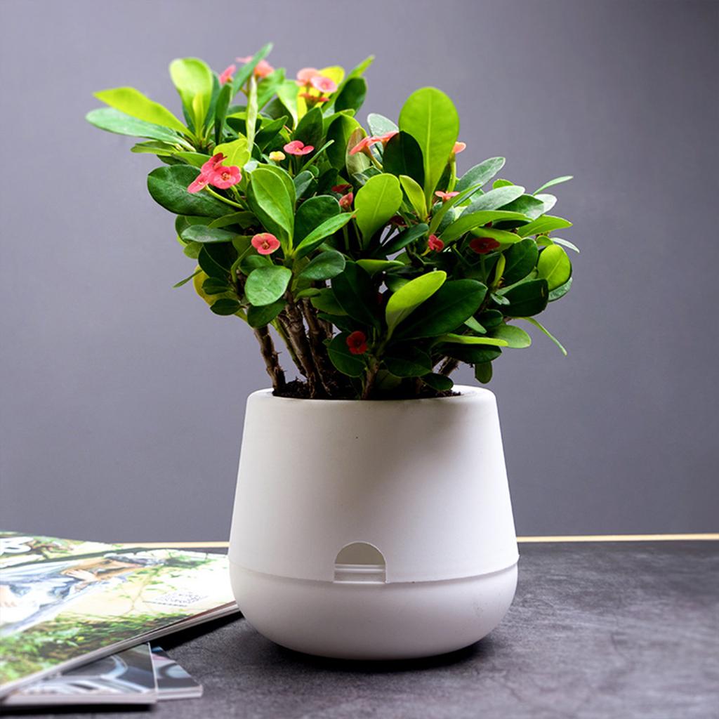 Self Watering Planter Pots with Water Reservoir for Small Indoor Plants