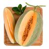Premium Fresh Hami Melons