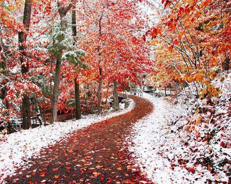 Diamond Painting Ducks Flowers Cat Rhinestones 5D DIY Diamond Embroidery Full Set Sky Landscape Cross Stitch Diamond Mosaic Handmade Gift