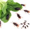 10 buc Jucării Amuzantă Insecte Simulate Gândac Păianjen Centiped Scorpioni Plastic Copii Insecte Glumă Recuzită Șocantă pentru Copii TMZ