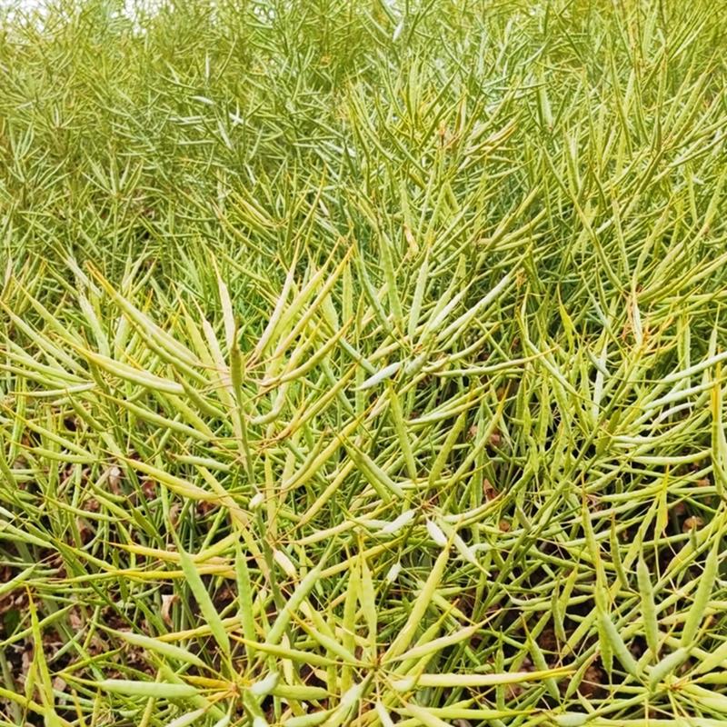 Shennong Concentrated Rapeseed Oil