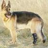 Hunde-Rehabilitation Knöchel- und Gelenkunterstützung für und Große Hunde 3 Farben Größe Ideal für Senioren-Hundebedarf Klein, Mittel, (Hinterbeine). Verstellbar,