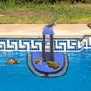 Swimming Pool Small Animal Escape Path To Bird