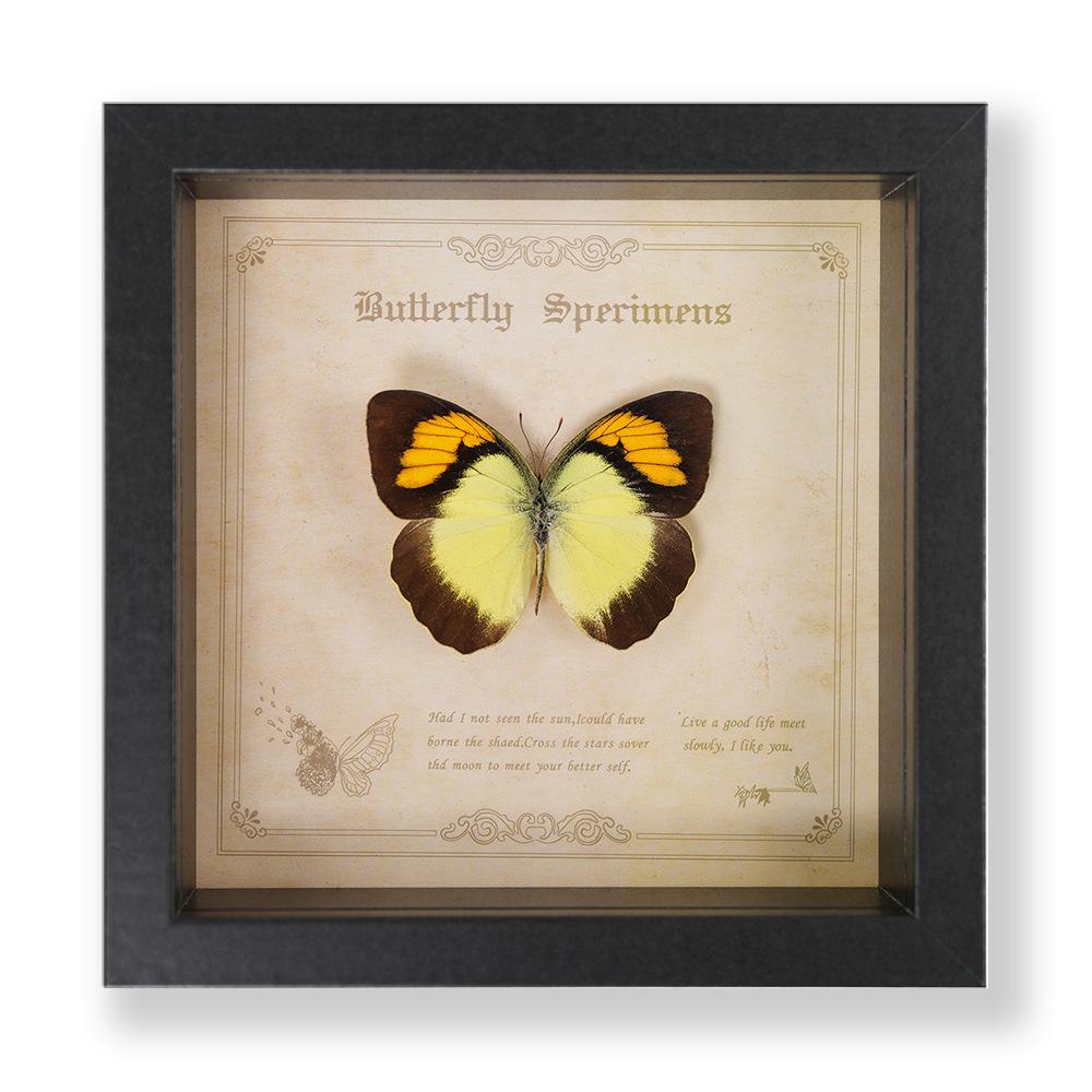 Green Banded Swallowtail Butterfly Specimen Decorative Painting - Real Insect for Display