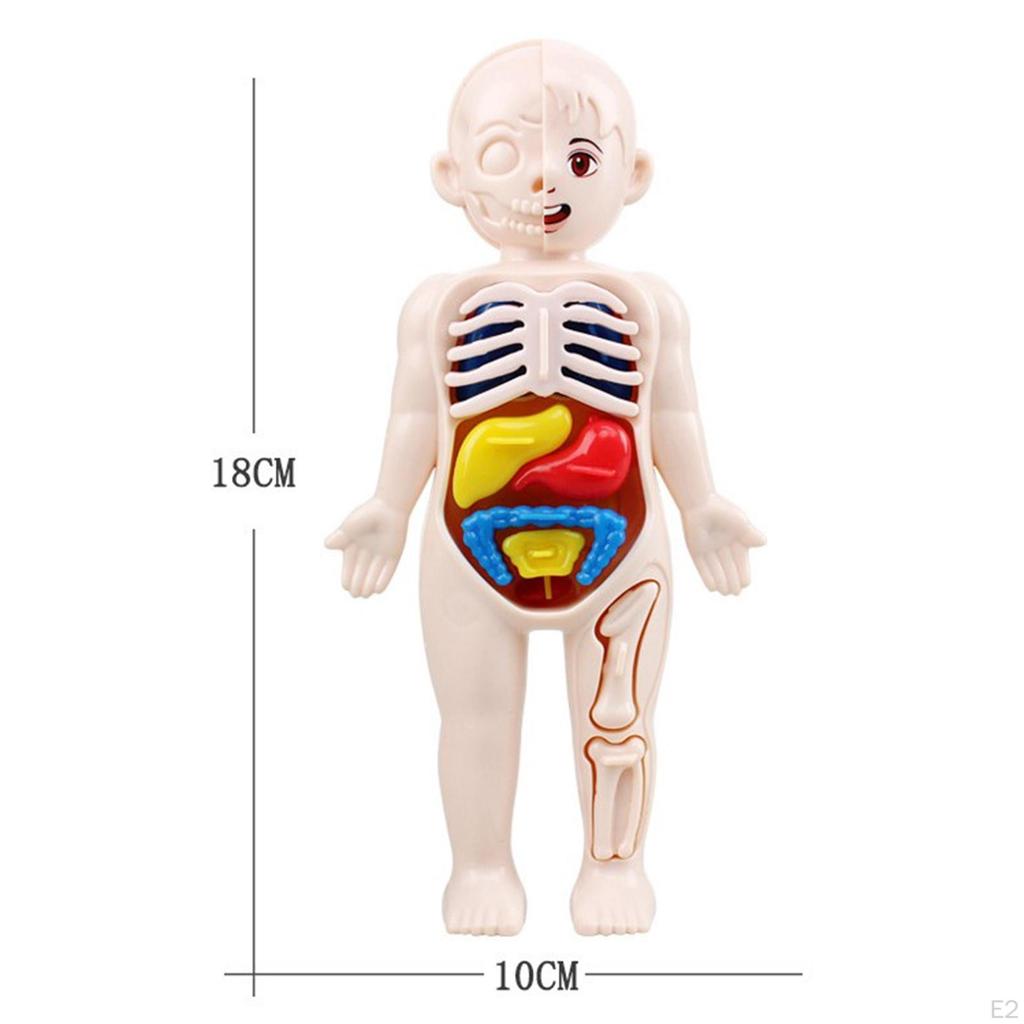 Human Body Torso Removable Organs DIY Toys for Kids Laboratory Tool Organ Science