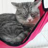 Pet Swing Nest Hanging Bed with Hook Solid Color Washable Sleeping Bed