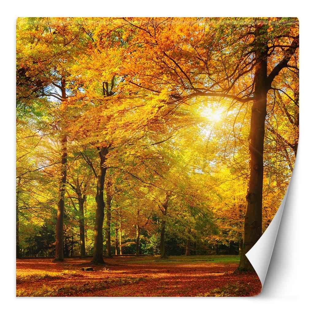 Wallpaper Autumn forest in the sunshine