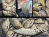 Crucian Carp Carbon Fiber Ultra-light, Ultra-hard 28-tone Fishing Rod Set - 19 Brands Taiwan Rod for Wild Fishing