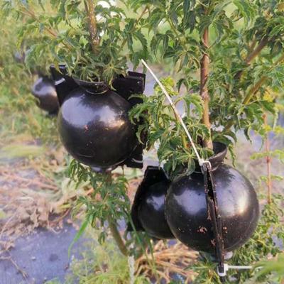 8 cm Pflanzen-Bewurzelungsbox, Hochdruck-Anzuchtball, Pfropfgerät, Garten-Pfropfpflanzen-Wurzelregler, Schwarz, 10 Stück