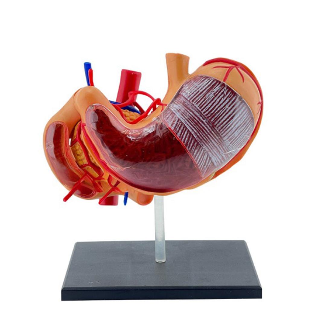 Perfect Study Tool 4D Stomach Anatomy Model for Medicals Exams and Preparations